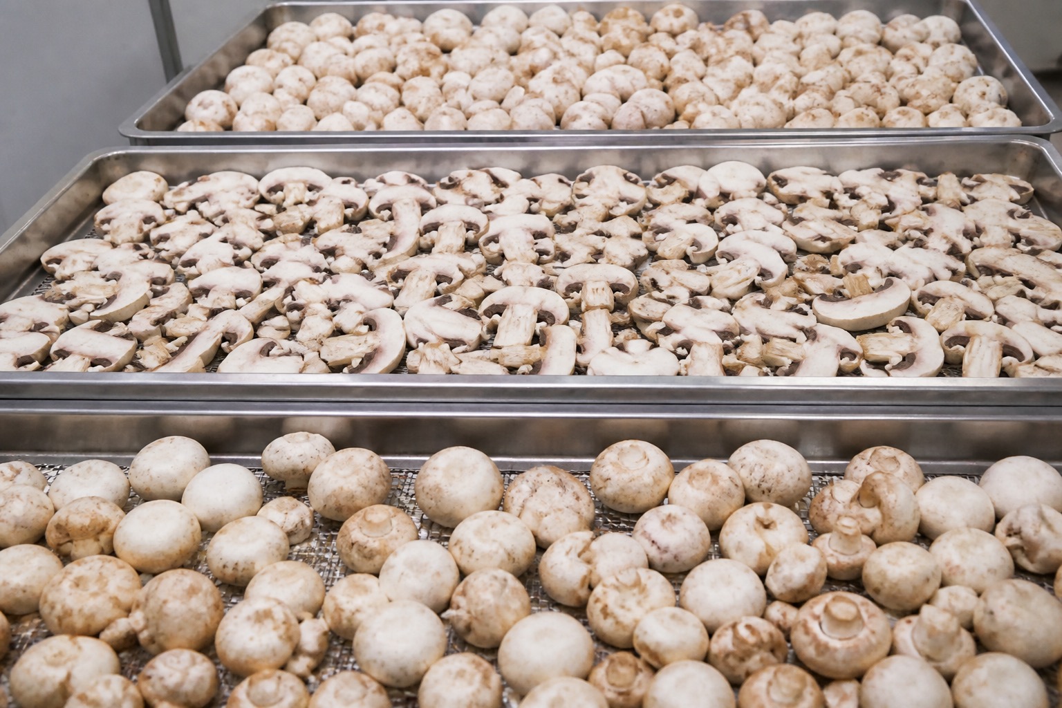 Mushrooms arranged on trays for industrial heat pump drying