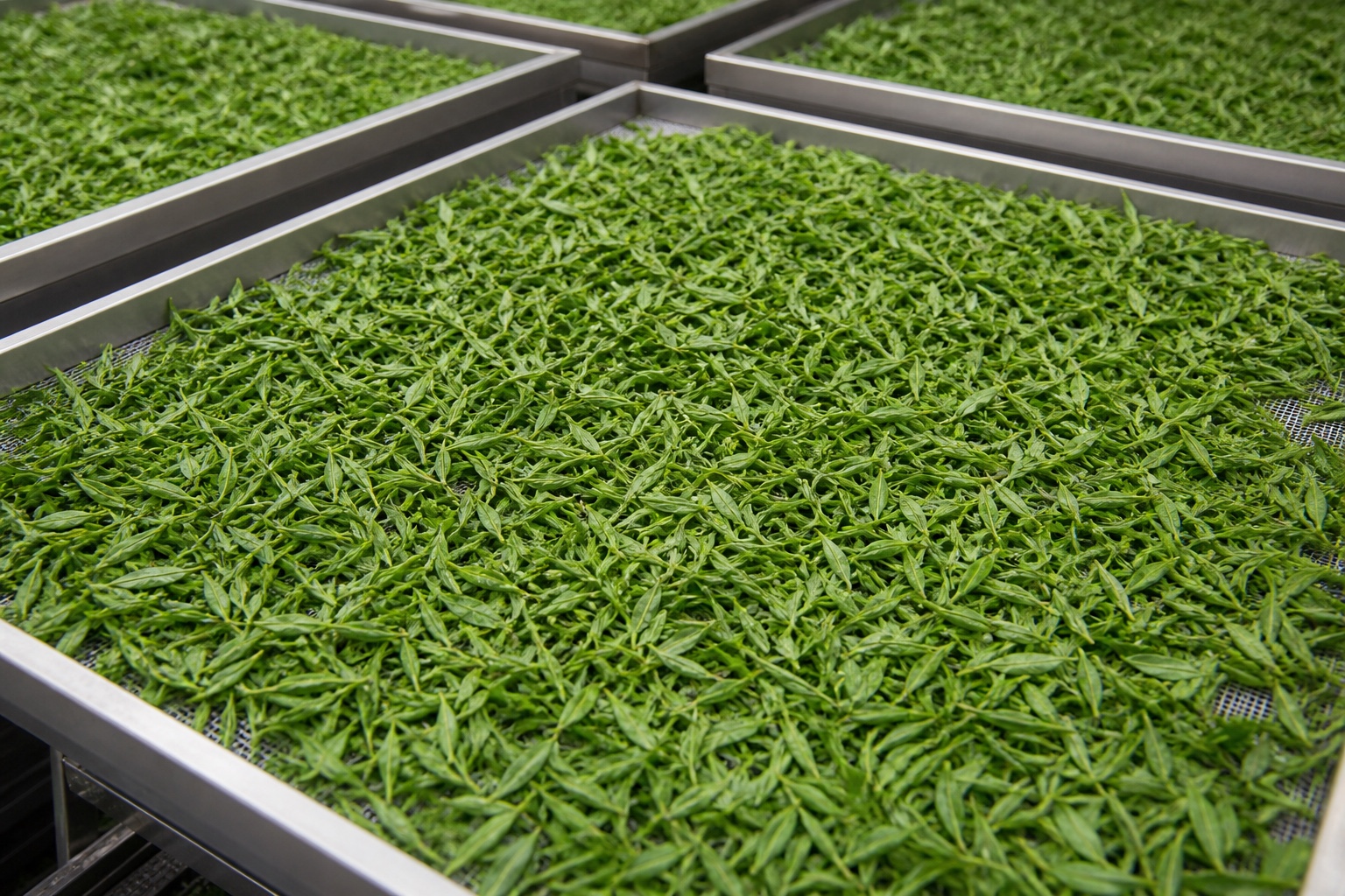 Tea leaves arranged on trays for industrial drying