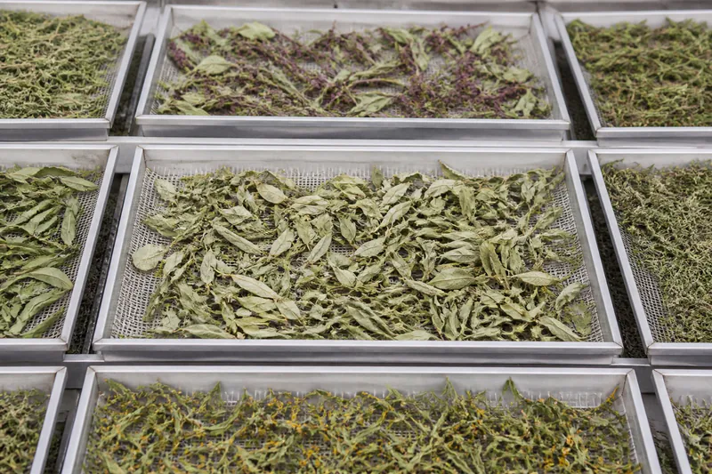 Herb and botanical materials arranged on trays for industrial drying